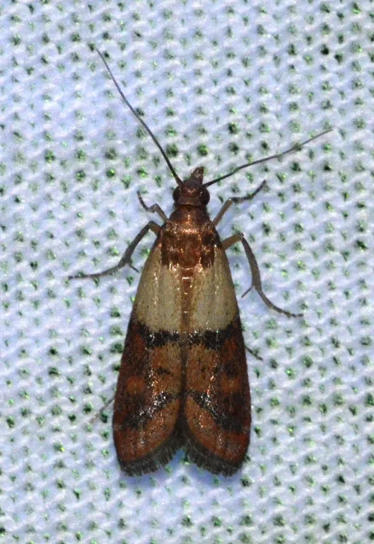 Indian Meal Moth